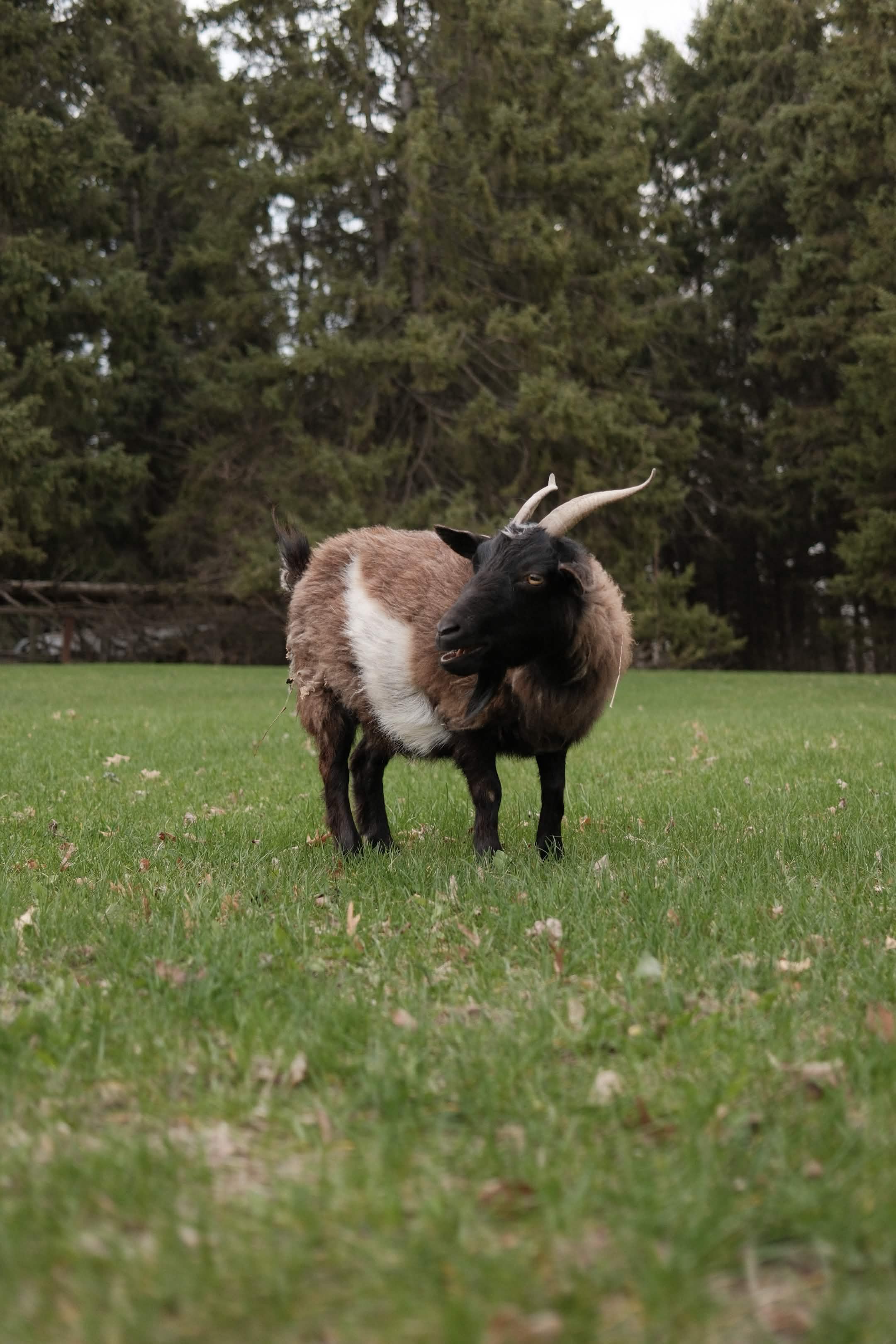 Mavis the goat