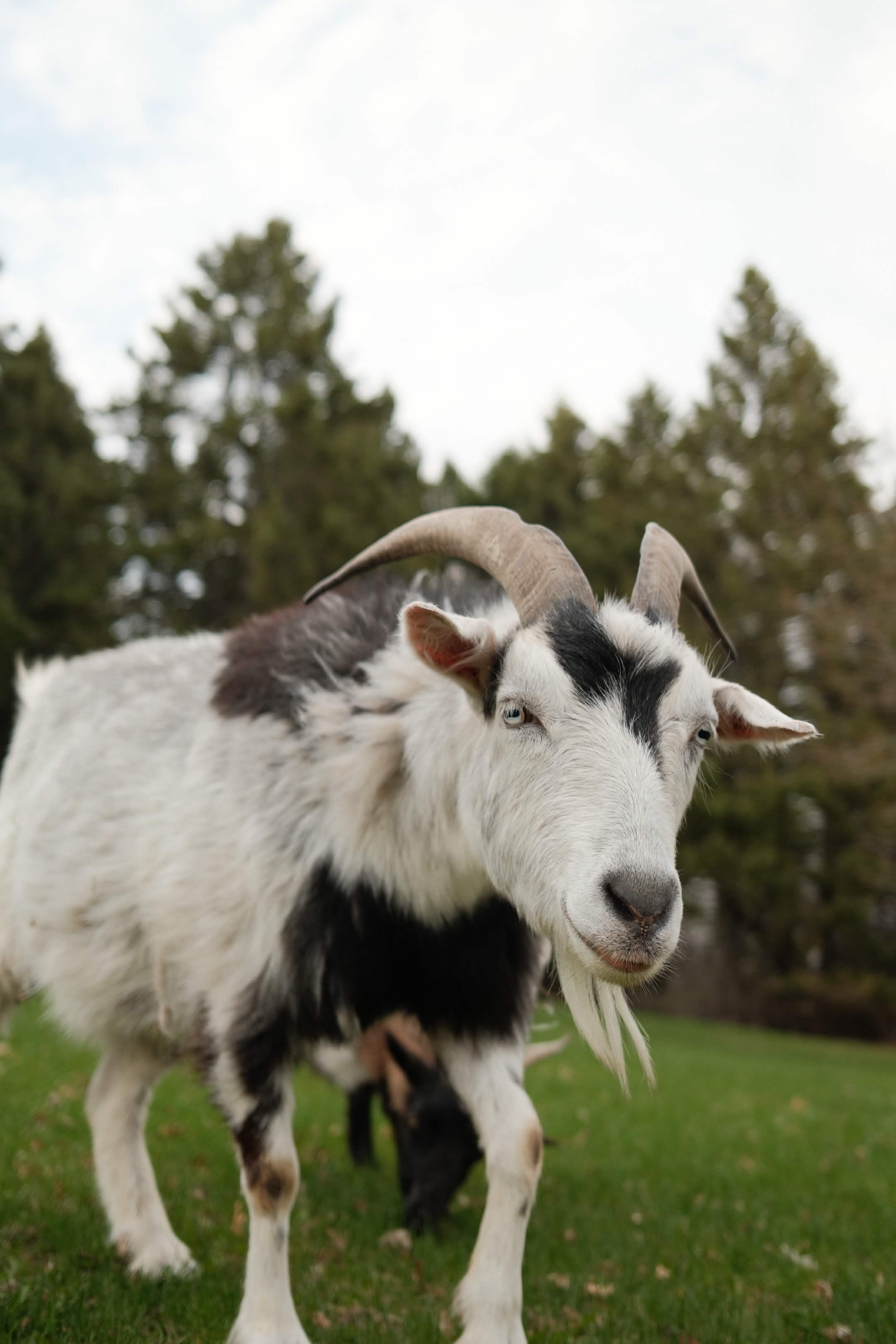 Otto the goat