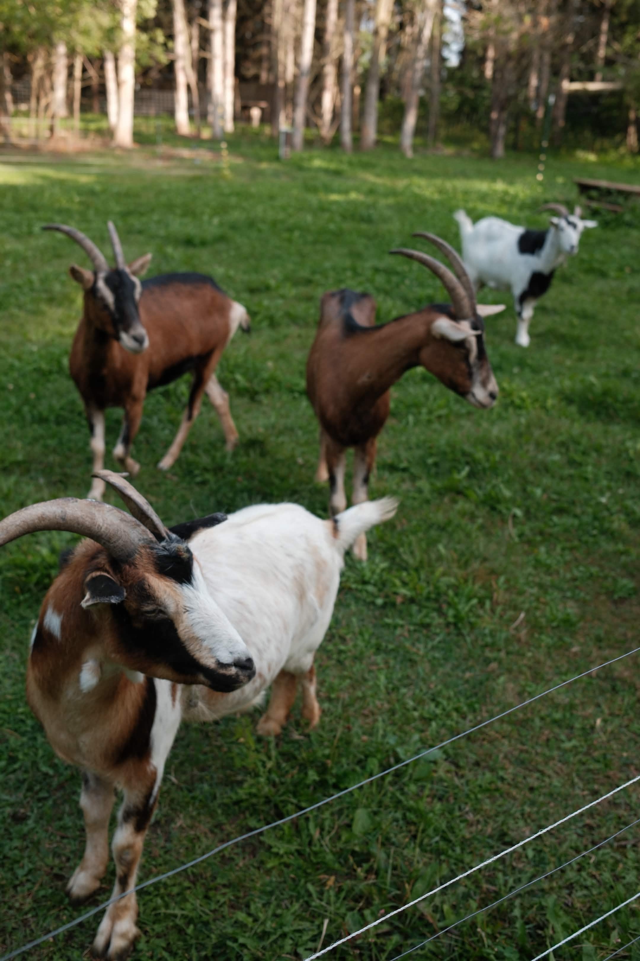 The resident herd